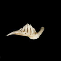 photo of Barbel pharyngeal dorsal view