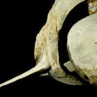 photo of Sturgeon skull detail view