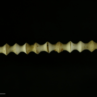 photo of Spurdog vertabra lateral view