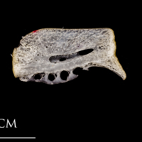 photo of Atlantic herring ceratohyal lateral view