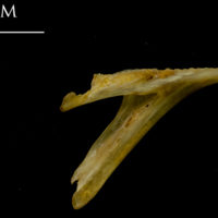 photo of Thinlip grey mullet  dentary medial view