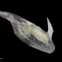 photo of Red seabream subopercular medial view