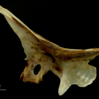 photo of Ballan wrasse cleithrum medial view