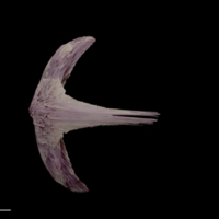 photo of Wels catfish vomer dorsal view