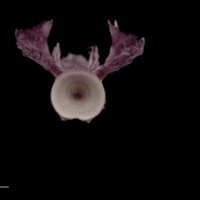 photo of Wels catfish basioccipital posterior view