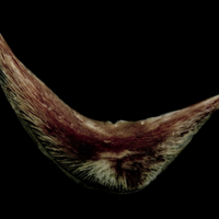 photo of Atlantic halibut preopercular lateral view