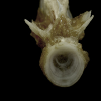 photo of Brill basioccipital posterior view