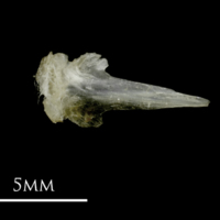 photo of Sandsmelt vomer ventral view