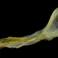 photo of Ruffe cleithrum lateral view