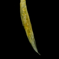 photo of Common sole supracleithrum lateral view