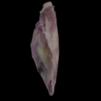 photo of Meagre supracleithrum medial view