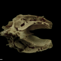 photo of Atlantic salmon basioccipital anterior view