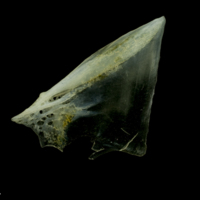 photo of Scad opercular lateral view