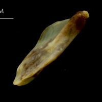 photo of Ballan wrasse supracleithrum medial view