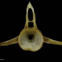 photo of European conger precaudal vertebra anterior view