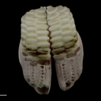 photo of Parrot fish pharyngeal ventral view