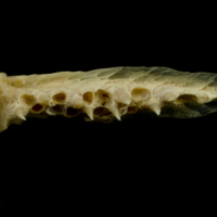 photo of Trout vomer ventral view