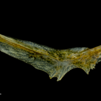 photo of Grey gurnard preopercular medial view