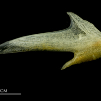 photo of Atlantic mackerel articular lateral view