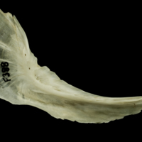 photo of Atlantic salmon preopercular medial view