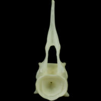 photo of Bullrout precaudal vertebra anterior view
