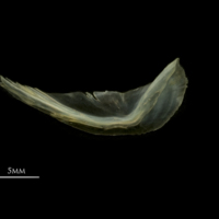 photo of European smelt preopercular lateral view