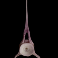 photo of Wels catfish precaudal vertebra anterior view