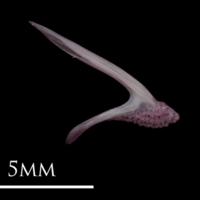 photo of Dragonet premaxilla medial view