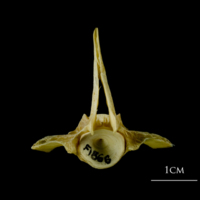 photo of Atlantic cod precaudal vertebra anterior view