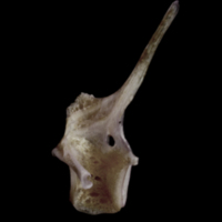 photo of Red seabream precaudal vertebra lateral view