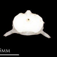 photo of Atlantic herring precaudal vertebra anterior view