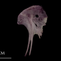 photo of Wels catfish for assessment lateral view