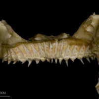 photo of Kitefin Shark teeth posterior view