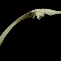 photo of Atlantic salmon parasphenoid lateral view