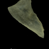 photo of Grayling subopercular medial view