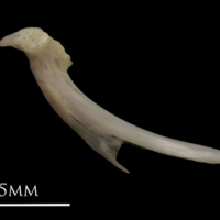 photo of European eel ceratohyal lateral view