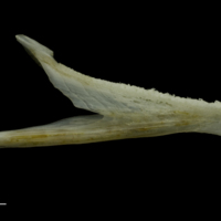 photo of Red gurnard dentary medial view