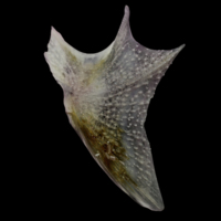 photo of Tub gurnard opercular lateral view