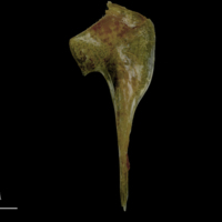 photo of Spanish mackerel coracoid lateral view