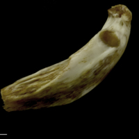 photo of European conger epihyal lateral view