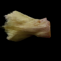 photo of Meagre basioccipital ventral view