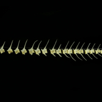photo of European seabass vertbral column lateral view