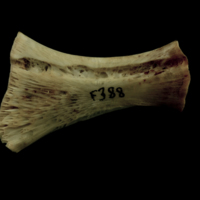 photo of Atlantic salmon ceratohyal medial view