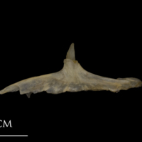 photo of Shore rockling for assessment medial view