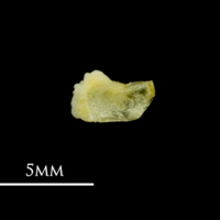 photo of Common sole for assessment ventral view