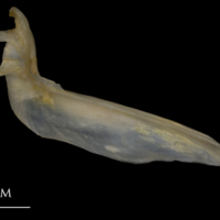 photo of Shore rockling cleithrum medial view