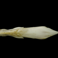 photo of European conger vomer dorsal view