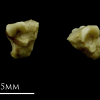 photo of Corkwing wrasse pharyngeal dorsal view