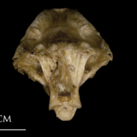 photo of White grouper parasphenoid basioccipital vomer complex posterior view