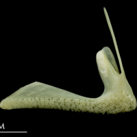 photo of Bullrout premaxilla medial view
